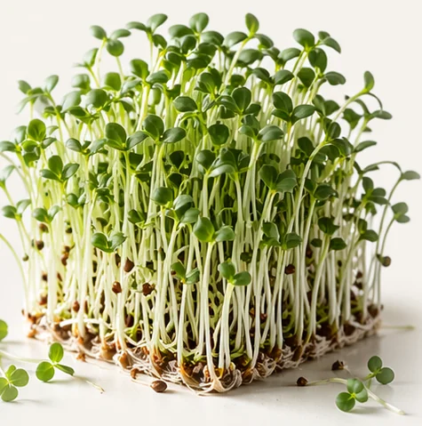 Illustrazione di microgreens Alfa Alfa