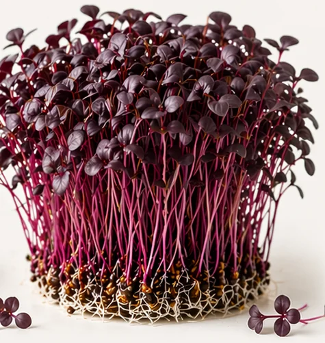 Illustrazione di microgreens Basilico Red Opal