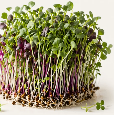 Illustrazione di microgreens Micro Mix Asiatico